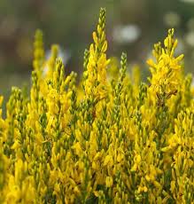 Image result for Genista tinctoria