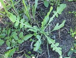 Attēlu rezultāti vaicājumam “Capsella bursa-pastoris leaf”