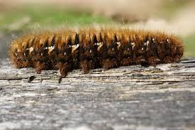 Attēlu rezultāti vaicājumam “Lasiocampa quercus”