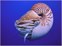 Attēlu rezultāti vaicājumam “Polypogon tentacularius”