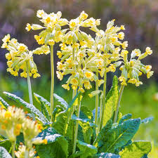 Attēlu rezultāti vaicājumam “Primula veris leaf”