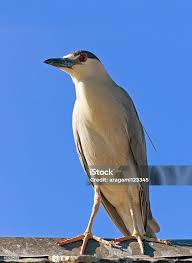 Attēlu rezultāti vaicājumam “Nycticorax nycticorax adult”