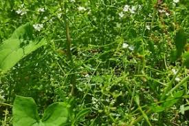 Attēlu rezultāti vaicājumam “Galium elongatum”