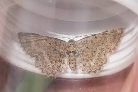 Attēlu rezultāti vaicājumam “Anticollix sparsata”