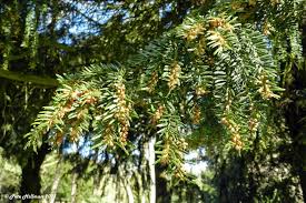 Attēlu rezultāti vaicājumam “Taxus baccata male flower”