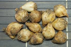 Attēlu rezultāti vaicājumam “Muscari botryoides leaf”