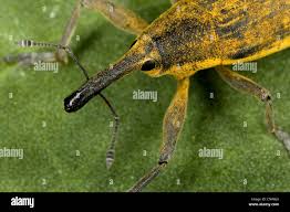 Attēlu rezultāti vaicājumam “Lixus iridis”