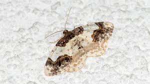 Attēlu rezultāti vaicājumam “Ligdia adustata”