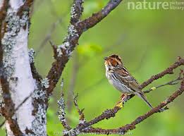 Image result for Emberiza pusilla