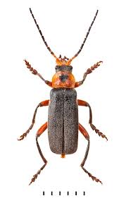 Attēlu rezultāti vaicājumam “Cantharis rustica”