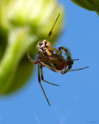 Attēlu rezultāti vaicājumam “Phylloneta sp.”