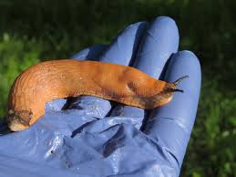 Attēlu rezultāti vaicājumam “Arion lusitanicus adult”