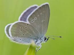 Attēlu rezultāti vaicājumam “Anthyllis maritima bud”