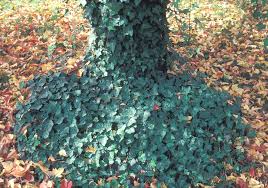 Attēlu rezultāti vaicājumam “Hedera helix  leaf”