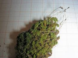 Attēlu rezultāti vaicājumam “Ulota crispa”