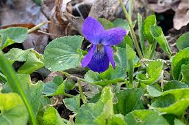 Attēlu rezultāti vaicājumam “Viola odorata leaf”