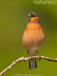 Attēlu rezultāti vaicājumam “Fringilla coelebs”