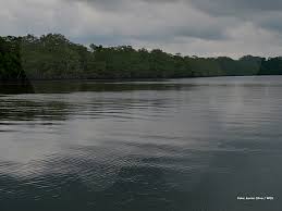 Image result for Styracura pacifica