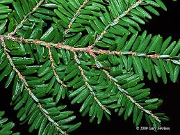Attēlu rezultāti vaicājumam “Tsuga canadensis”