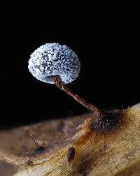 Attēlu rezultāti vaicājumam “Didymium verrucisporum macro”