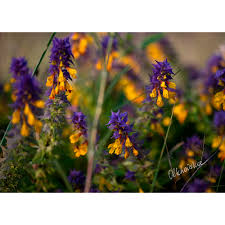 Attēlu rezultāti vaicājumam “Melampyrum nemorosum”