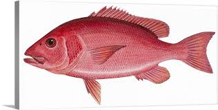 Image result for Lutjanus campechanus