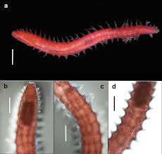 Attēlu rezultāti vaicājumam “Amaurochaete fusiformis”