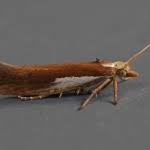 Attēlu rezultāti vaicājumam “Ypsolopha parenthesella”