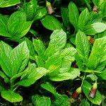 Attēlu rezultāti vaicājumam “Scopolia carniolica leaf”