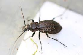 Attēlu rezultāti vaicājumam “Carabus granulatus”
