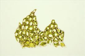 Attēlu rezultāti vaicājumam “Cephalozia connivens”