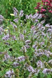 Image result for Mentha piperita