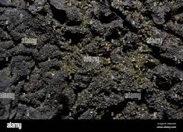 Attēlu rezultāti vaicājumam “Collema flaccidum”