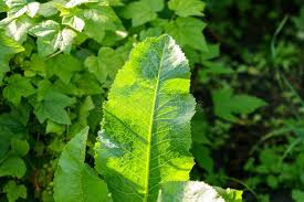 Attēlu rezultāti vaicājumam “Armoracia rusticana leaf”