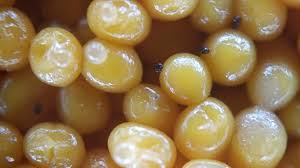 Attēlu rezultāti vaicājumam “Oligonema persimile sessile”