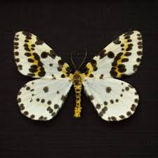 Attēlu rezultāti vaicājumam “Abraxas grossulariata”