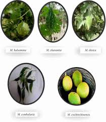 Attēlu rezultāti vaicājumam “Carex dioica fruit”