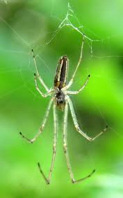 Attēlu rezultāti vaicājumam “Tetragnatha extensa”