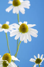 Image result for Kamille