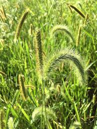 Attēlu rezultāti vaicājumam “Setaria glauca”