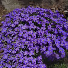 Image result for Aubrieta hybrida (cultorum)