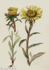 Image result for Inula hirta