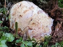 Attēlu rezultāti vaicājumam “Rhizopogon luteolus”