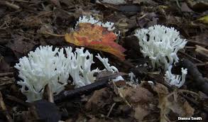 Attēlu rezultāti vaicājumam “Ramariopsis kunzei”