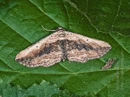 Attēlu rezultāti vaicājumam “Horisme vitalbata”