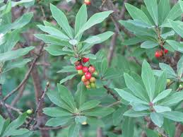 Attēlu rezultāti vaicājumam “Daphne mezereum fruit”