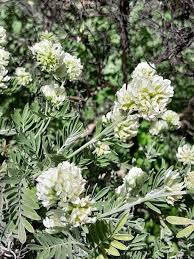 Attēlu rezultāti vaicājumam “Anthyllis maritima bud”