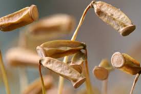 Attēlu rezultāti vaicājumam “Polytrichastrum pallidisetum cells”