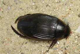 Attēlu rezultāti vaicājumam “Dytiscus dimidiatus”