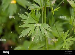 Attēlu rezultāti vaicājumam “Ranunculus acris leaf”